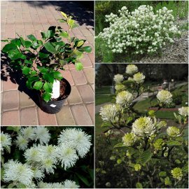 Фотергіла велика (Fothergilla major) /Н 30-40 см/ контейнер С5 L