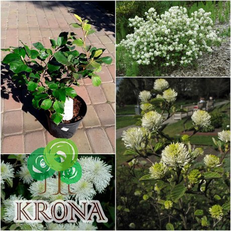 Саджанці купити Фотергіла велика (Fothergilla major) /Н 30-40 см/ контейнер С5 L