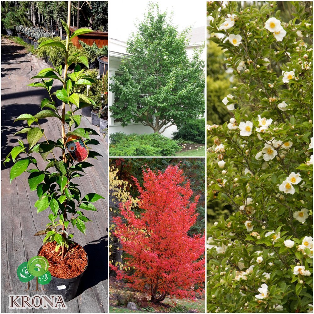 Саджанці купити Стюартія псевдокамелія (Stewartia pseudocamellia) / Н 70-100 см/контейнер С5 L