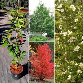 Стюартія псевдокамелія (Stewartia pseudocamellia) / Н 70-100 см/контейнер С5 L Стюартія псевдокамелія (Stewartia pseudocamellia) / Н 70-100 см/контейнер С5 L