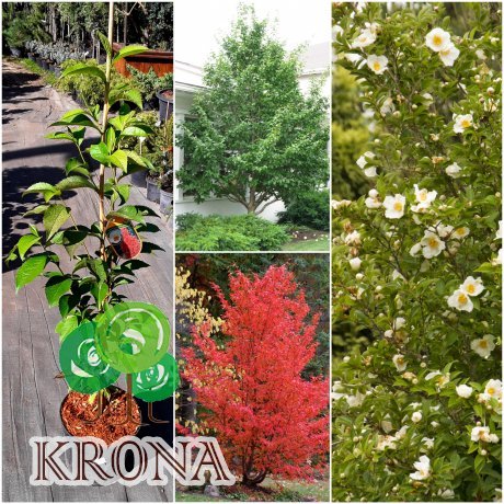 Саджанці купити Стюартія псевдокамелія (Stewartia pseudocamellia) / Н 70-100 см/контейнер С5 L