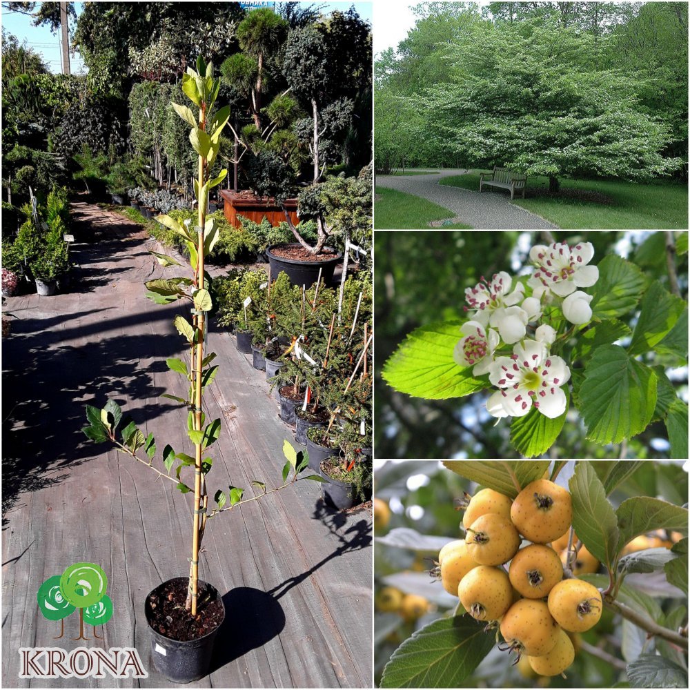 Саджанці купити Глід точковий (Crataegus punctata) "Aurea"/H150-220 см/контейнер С7.5 L