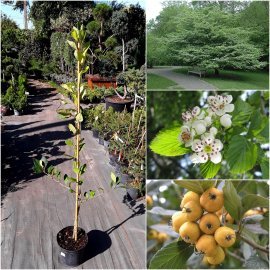 Глід точковий (Crataegus punctata) "Aurea"/H150-220 см/контейнер С7.5 L