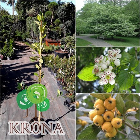 Саджанці купити Глід точковий (Crataegus punctata) "Aurea"/H150-220 см/контейнер С7.5 L