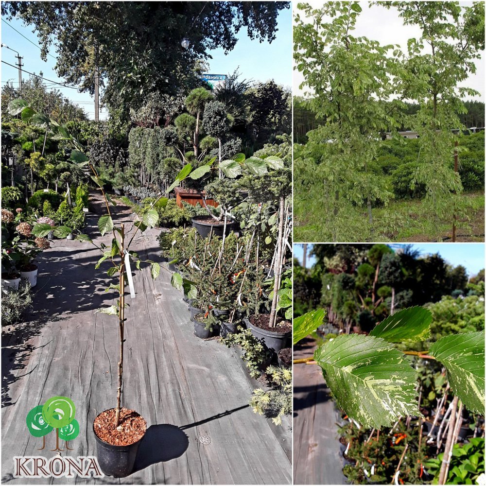 Саджанці купити В'яз малий (Ulmus minor) "Argenteovariegata" /Н 300 см/контейнер С7.5 L
