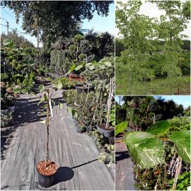 В'яз малий (Ulmus minor) "Argenteovariegata" /Н 300 см/контейнер С7.5 L
