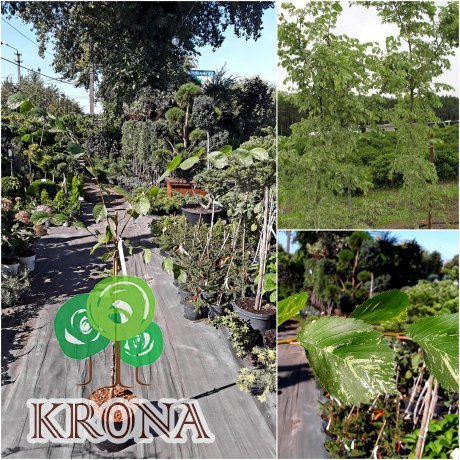 Саджанці купити В'яз малий (Ulmus minor) "Argenteovariegata" /Н 300 см/контейнер С7.5 L