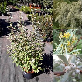 Лох сріблястий (Elaeagnus commutata) "Zempin" /Н 80 см/ контейнер С5 L