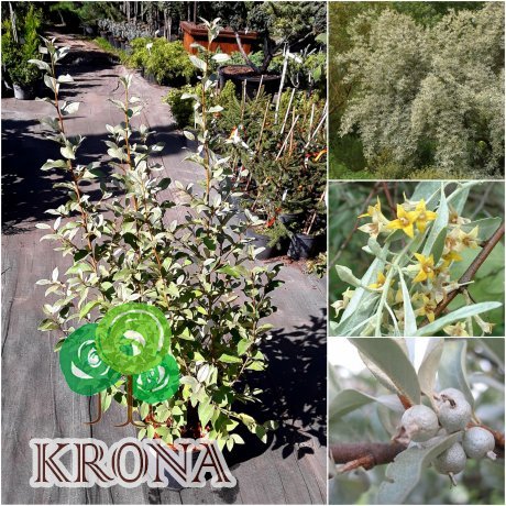 Саджанці купити Лох сріблястий (Elaeagnus commutata) "Zempin" /Н 80 см/ контейнер С5 L