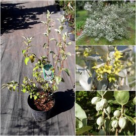 Лох сріблястий (Elaeagnus commutata) /Н 100 см/контейнер С7.5 L