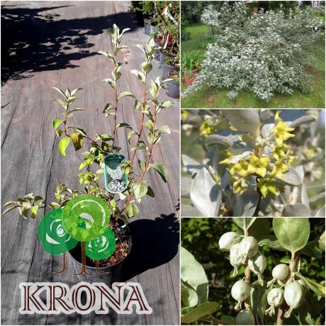 Саджанці купити Лох сріблястий (Elaeagnus commutata) /Н 100 см/контейнер С7.5 L