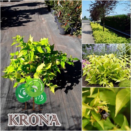 Саджанці купити Дієрвілла потічкова (Diervilla rivularis) "Honeybee"/Н 40-60 см/контейнер С5 L