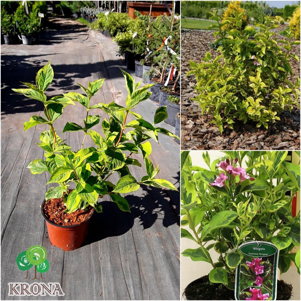 Саджанці купити Вейгела квітуча (Weigela) "Kosteriana Variegata" /Н 30-40 см/контейнер С3 L