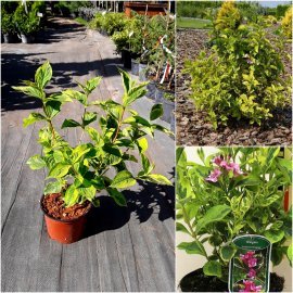 Вейгела квітуча (Weigela) "Kosteriana Variegata" /Н 30-40 см/контейнер С3 L Вейгела квітуча (Weigela) "Kosteriana Variegata" /Н 30-40 см/контейнер С3 L