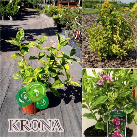 Саджанці купити Вейгела квітуча (Weigela) "Kosteriana Variegata" /Н 30-40 см/контейнер С3 L