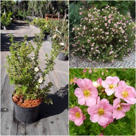 Перчатка чагарникова (Protentilla futicosa) "Lovely Pink" / "Pink Beauty" / H 40-60 см / контейнер С5 L