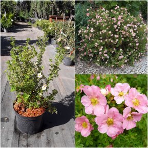 Перчатка чагарникова (Protentilla futicosa) "Lovely Pink" / "Pink Beauty" / H 40-60 см / контейнер С5 L