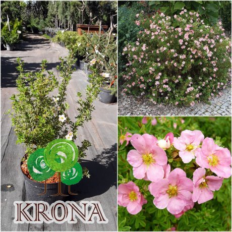Саджанці купити Перчатка чагарникова (Protentilla futicosa) "Lovely Pink" / "Pink Beauty" / H 40-60 см / контейнер С5 L