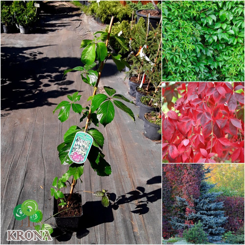 Саджанці купити Виноград дівочий (Parthenocissus quinquefolia) "Troki" / Н 90 см/ контейнер С2 L