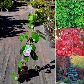 Виноград дівочий (Parthenocissus quinquefolia) "Troki" / Н 90 см/ контейнер С2 L
