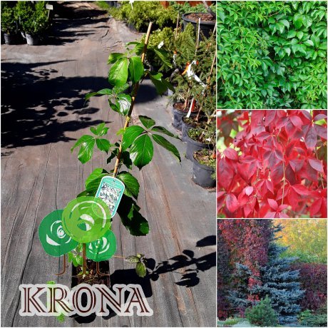 Саджанці купити Виноград дівочий (Parthenocissus quinquefolia) "Troki" / Н 90 см/ контейнер С2 L