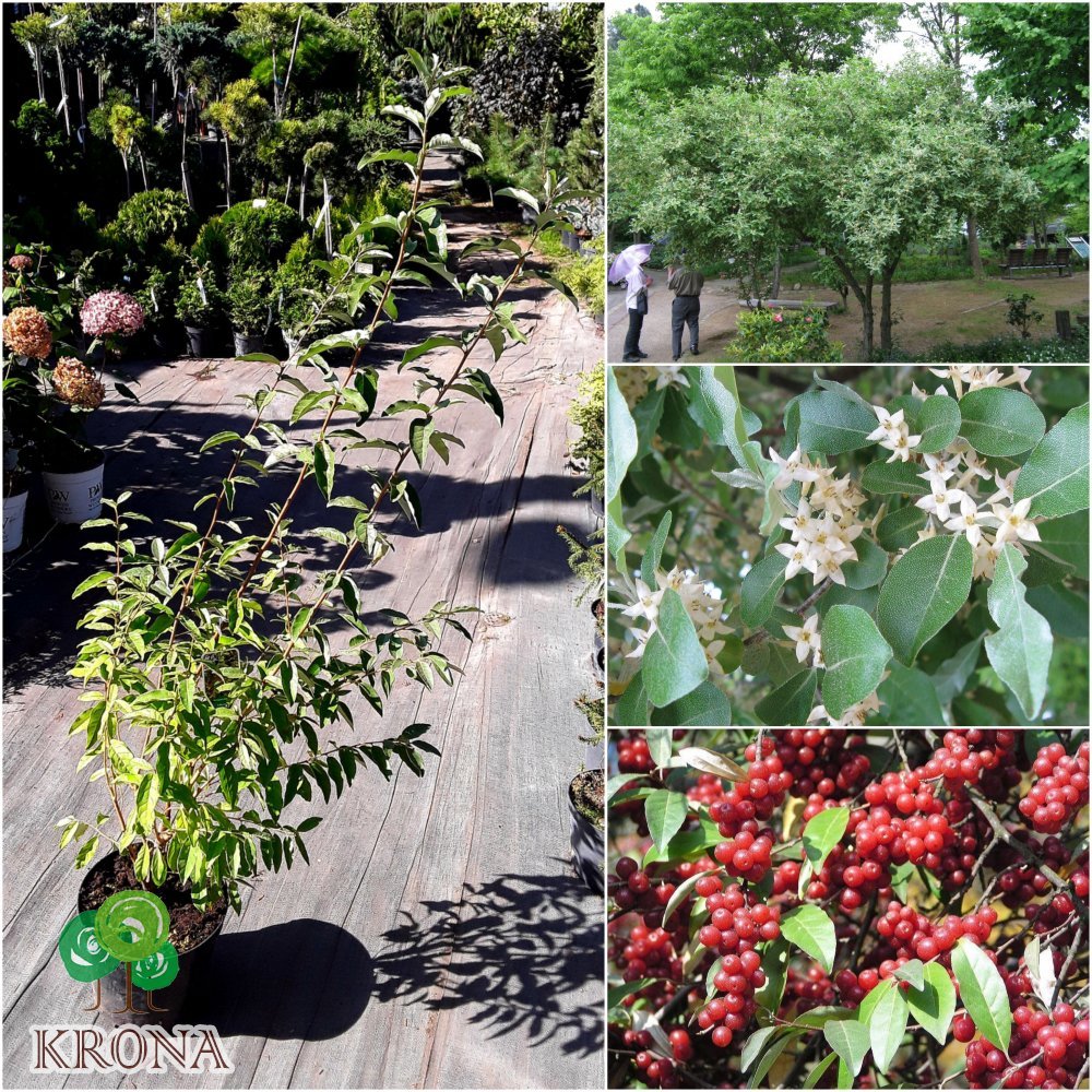 Саджанці купити Лох зонтичний (Elaeagnus umbellata) / H 130 см / контейнер С5L