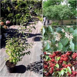 Лох зонтичний (Elaeagnus umbellata) / H 130 см / контейнер С5L Лох зонтичний (Elaeagnus umbellata) / H 130 см / контейнер С5L