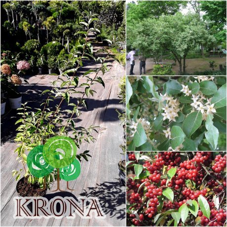 Саджанці купити Лох зонтичний (Elaeagnus umbellata) / H 130 см / контейнер С5L
