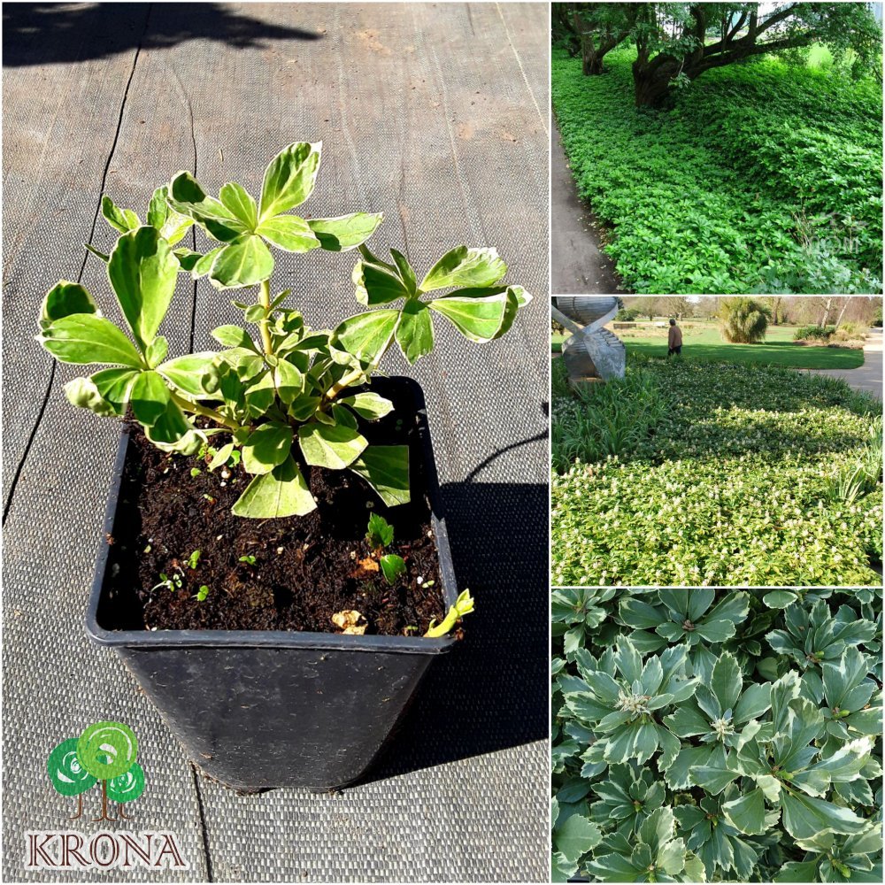 Саджанці купити Пахізандра верхівкова (Pachysandra terminalis) "Variegata" / H 15-20 см / контейнер Р11