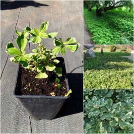 Пахізандра верхівкова (Pachysandra terminalis) "Variegata" / H 15-20 см / контейнер Р11