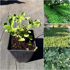 Пахізандра верхівкова (Pachysandra terminalis) "Variegata" / H 15-20 см / контейнер Р11