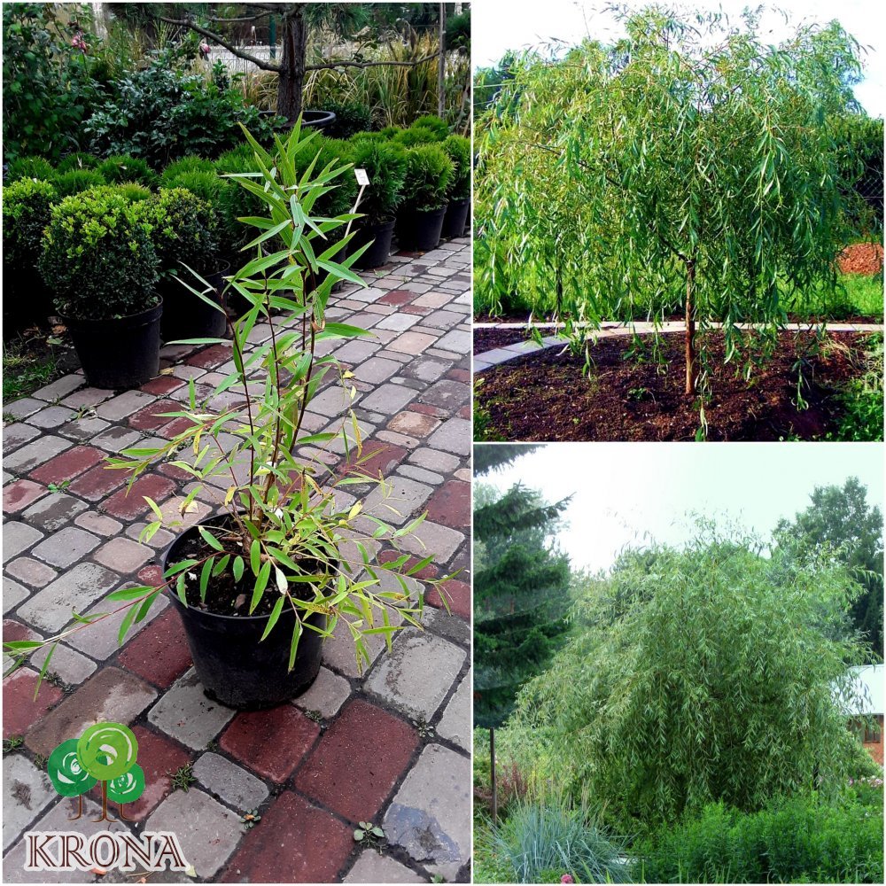 Саджанці купити Верба (Salix) "Placutschii Gnom" /Н 100 см/ контейнер С5 L