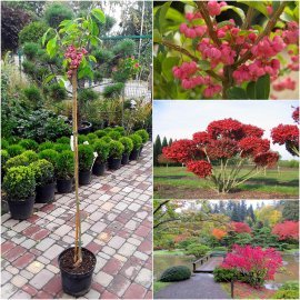 Бересклет корковий (Euonymus phellomanus) / Stam 120-140 см / контейнер С7.5 L