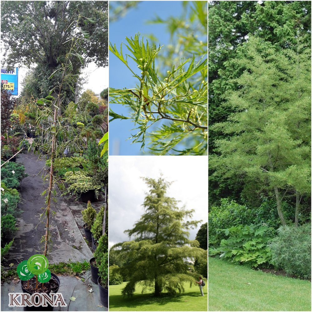 Саджанці купити Вільха чорна (Alnus glutinosa) "Imperialis"/Н 220-250 см+/контейнер С10 L