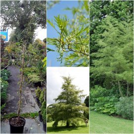 Вільха чорна (Alnus glutinosa) "Imperialis"/Н 220-250 см+/контейнер С10 L