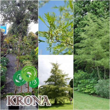 Саджанці купити Вільха чорна (Alnus glutinosa) "Imperialis"/Н 220-250 см+/контейнер С10 L