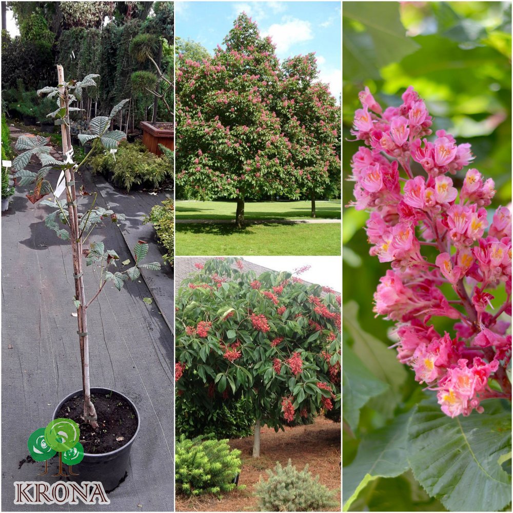 Саджанці купити Каштан кінський м'ясо-червоний (Aesculus carnea) "Briotii" /Н 170-200 см+/НО 10-12см/ ком