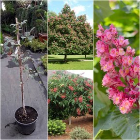 Каштан кінський м'ясо-червоний (Aesculus carnea) "Briotii" /Н 170-200 см+/НО 10-12см/ ком