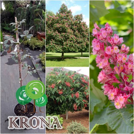 Саджанці купити Каштан кінський м'ясо-червоний (Aesculus carnea) "Briotii" /Н 170-200 см+/НО 10-12см/ ком