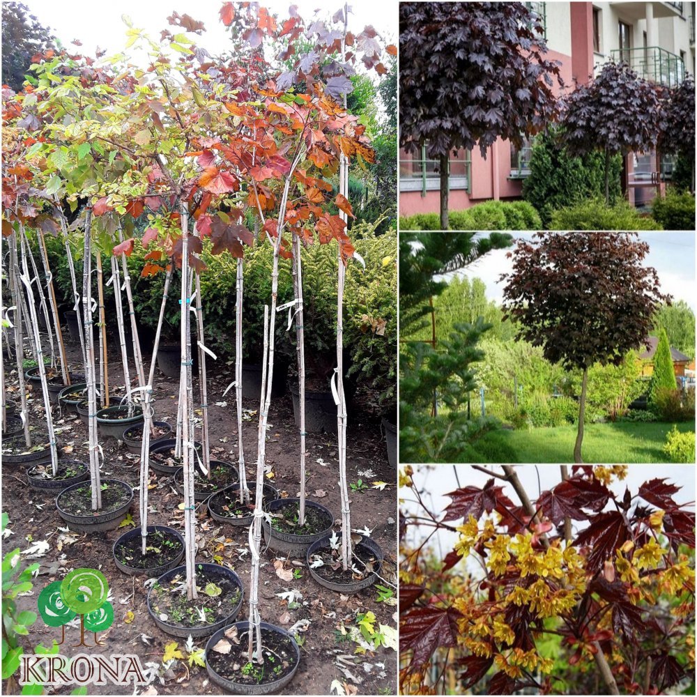 Саджанці купити Клен гостролистий (Acer platanoides) "Royal Red" /Stam 120-140/ кому