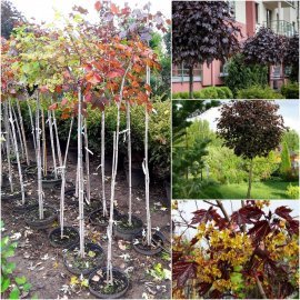 Клен гостролистий (Acer platanoides) "Royal Red" /Stam 120-140/ кому