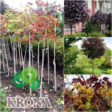 Саджанці купити Клен гостролистий (Acer platanoides) "Royal Red" /Stam 120-140/ кому