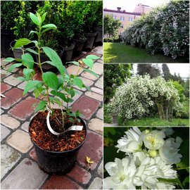 Чубушник (Philadelphus) "Virginal" / H 40-60 см / контейнер С3 L