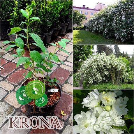 Саджанці купити Чубушник (Philadelphus) "Virginal" / H 40-60 см / контейнер С3 L