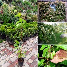 Актинідія коломікта (Actinidia kolomikta) "Dr. Szymanowski" /Н 60-100 см/контейнер С3 L