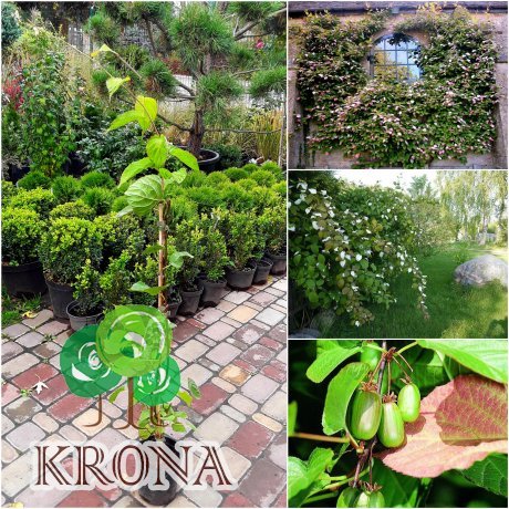 Саджанці купити Актинідія коломікта (Actinidia kolomikta) "Dr. Szymanowski" /Н 60-100 см/контейнер С3 L