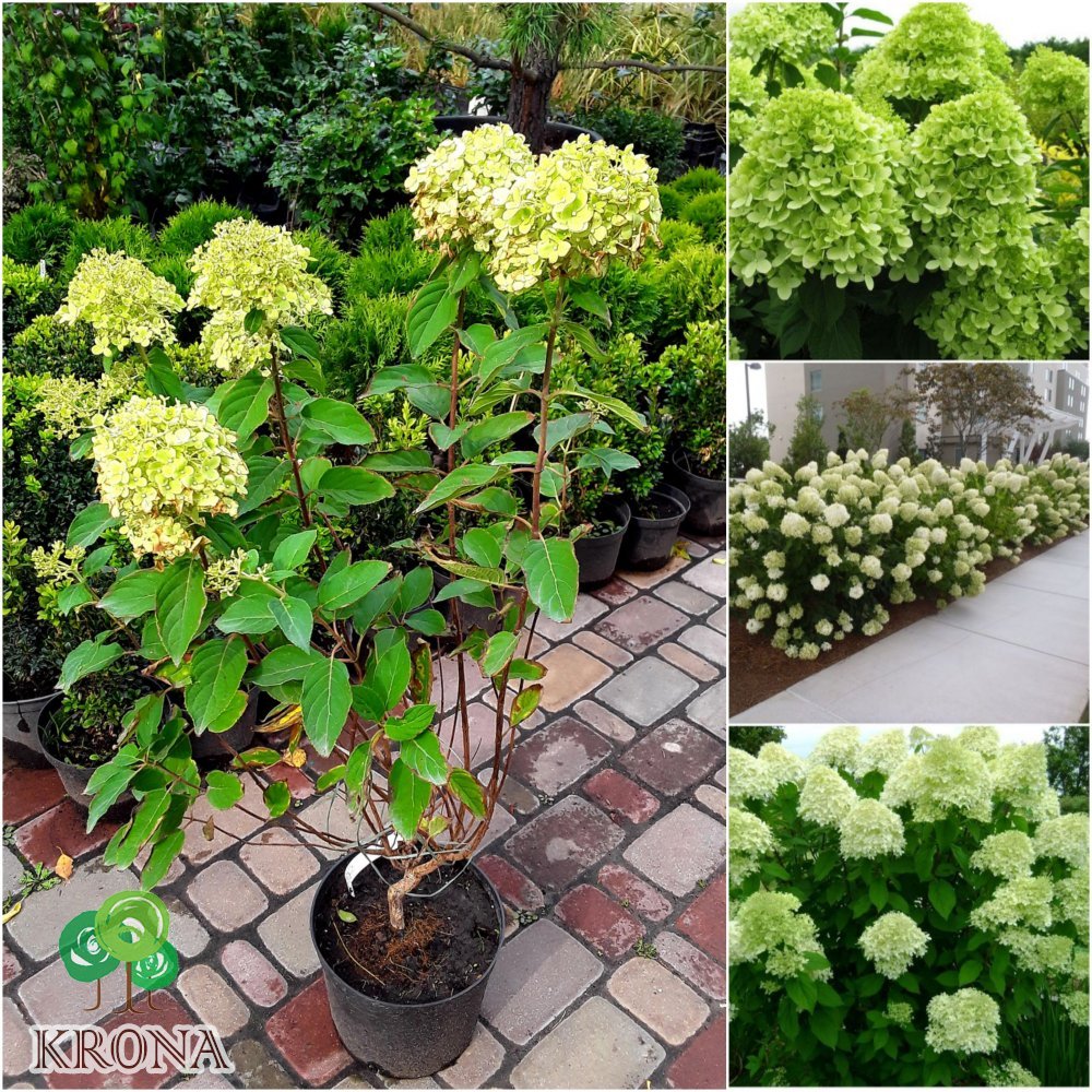 Саджанці купити Гортензія волотиста "Лайм Лайт"/ (Hydrangea paniculata) "Limelight" / контейнер C7.5 L