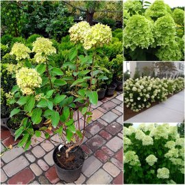 Гортензія волотиста "Лайм Лайт"/ (Hydrangea paniculata) "Limelight" / контейнер C7.5 L