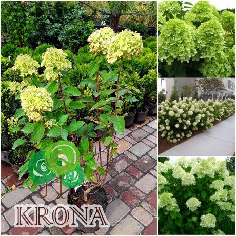 Саджанці купити Гортензія волотиста "Лайм Лайт"/ (Hydrangea paniculata) "Limelight" / контейнер C7.5 L