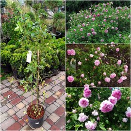 Троянда дамаська (Rosa damascena) "Blush Damask" /Н 130-150 см/контейнер С5 L